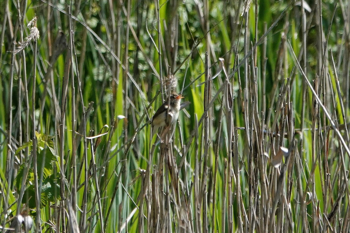 Marsh Warbler - ML619635105