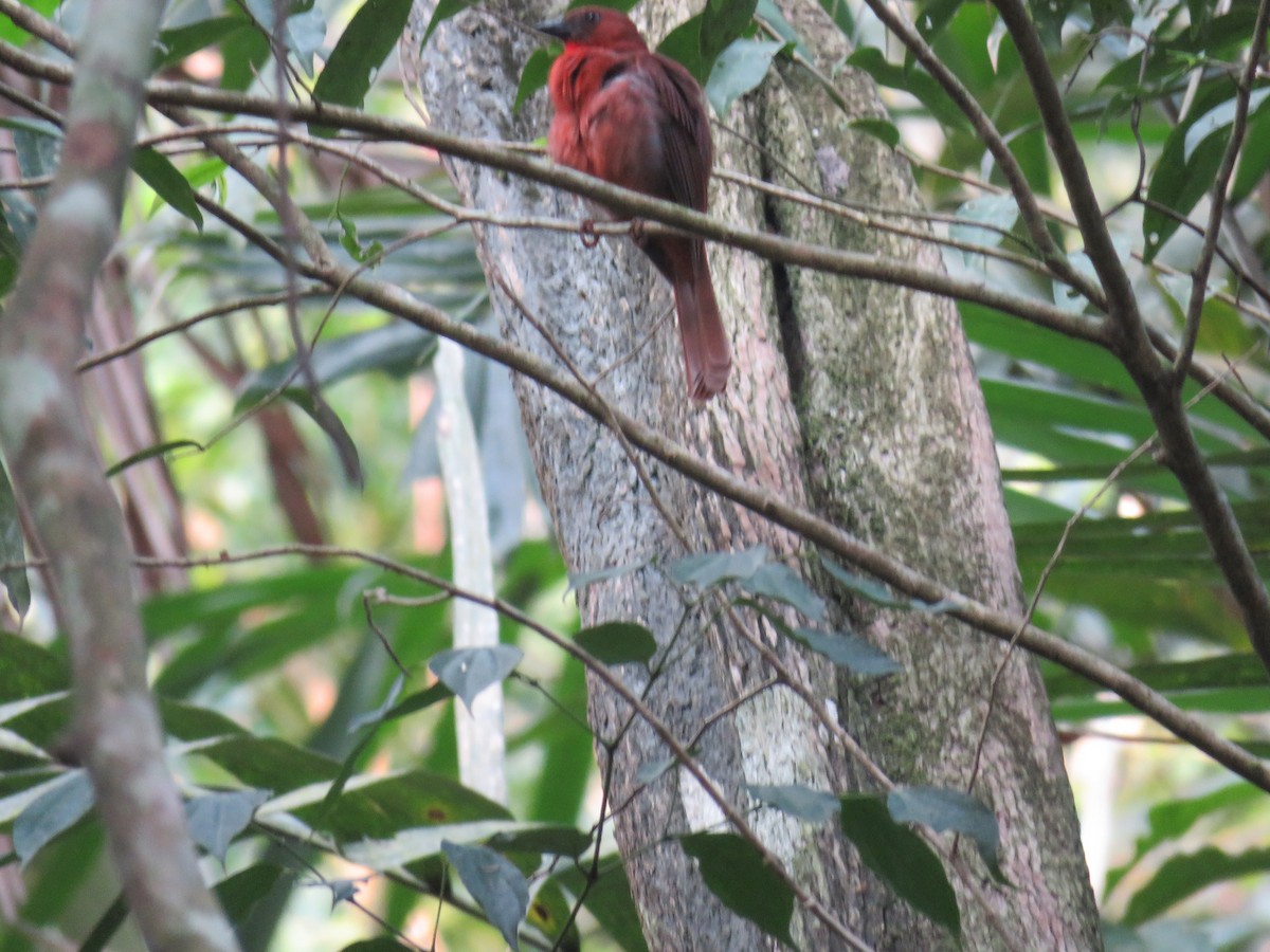 Red-throated Ant-Tanager - ML619635107