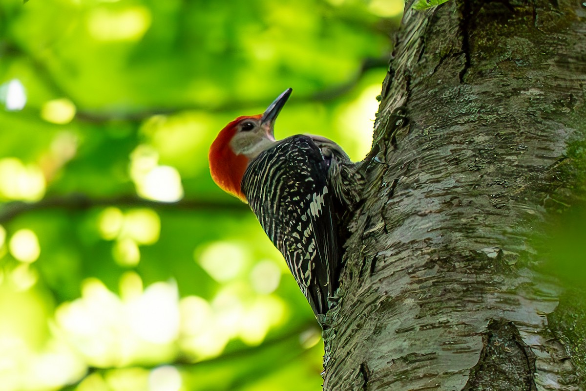 Red-bellied Woodpecker - ML619635133