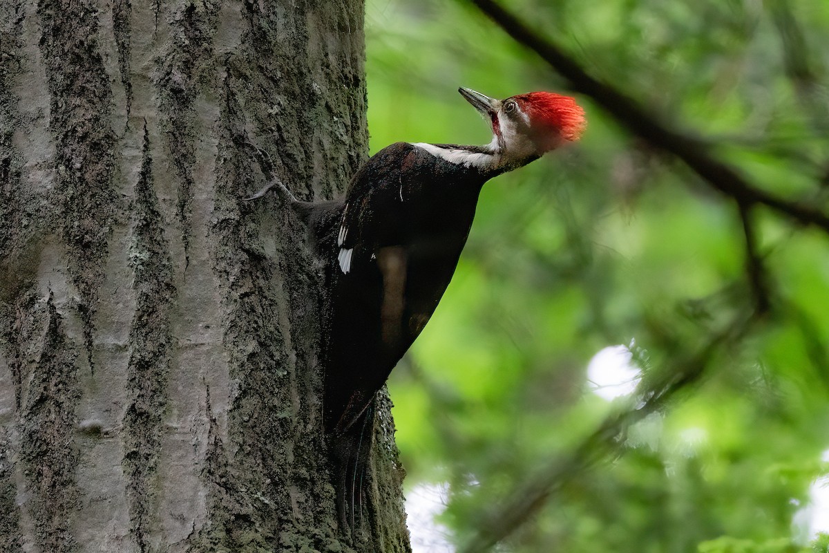 Pileated Woodpecker - ML619635143