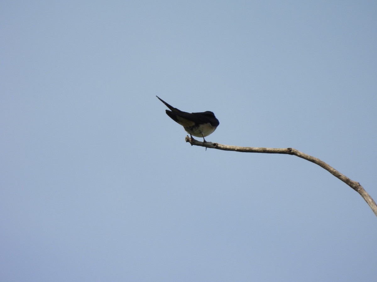 Barn Swallow - ML619635153