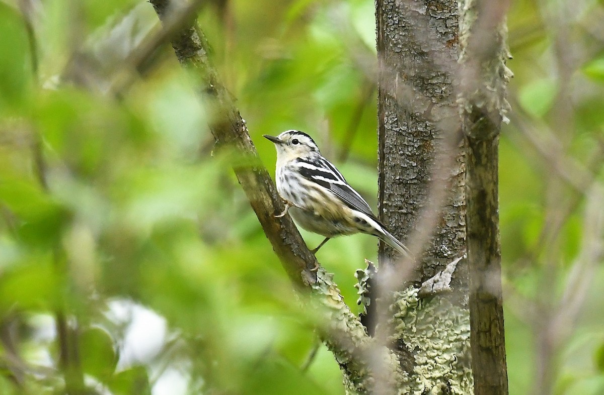 Black-and-white Warbler - ML619635155
