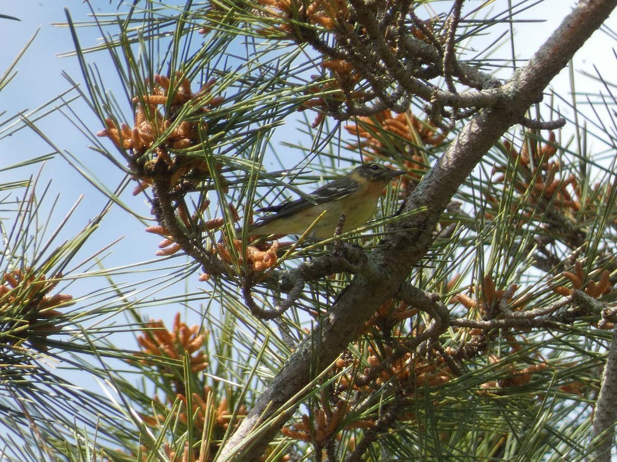 Bay-breasted Warbler - ML619635207