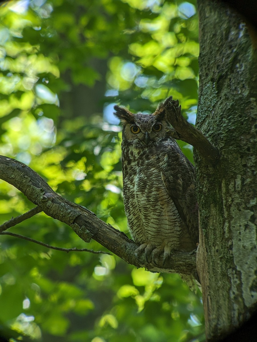 Great Horned Owl - ML619635241