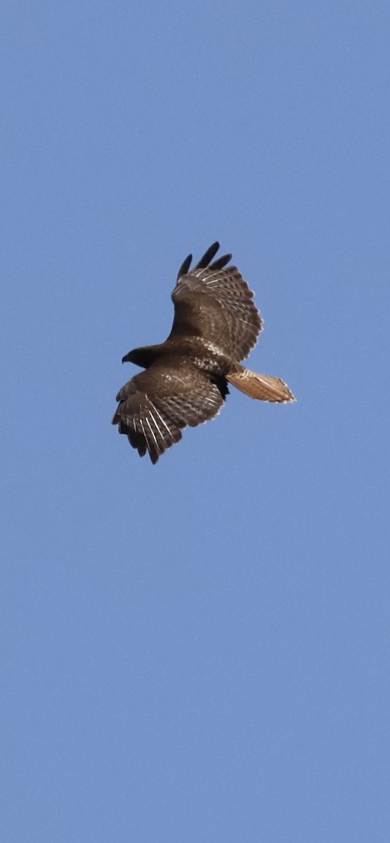 Red-tailed Hawk - ML619635244