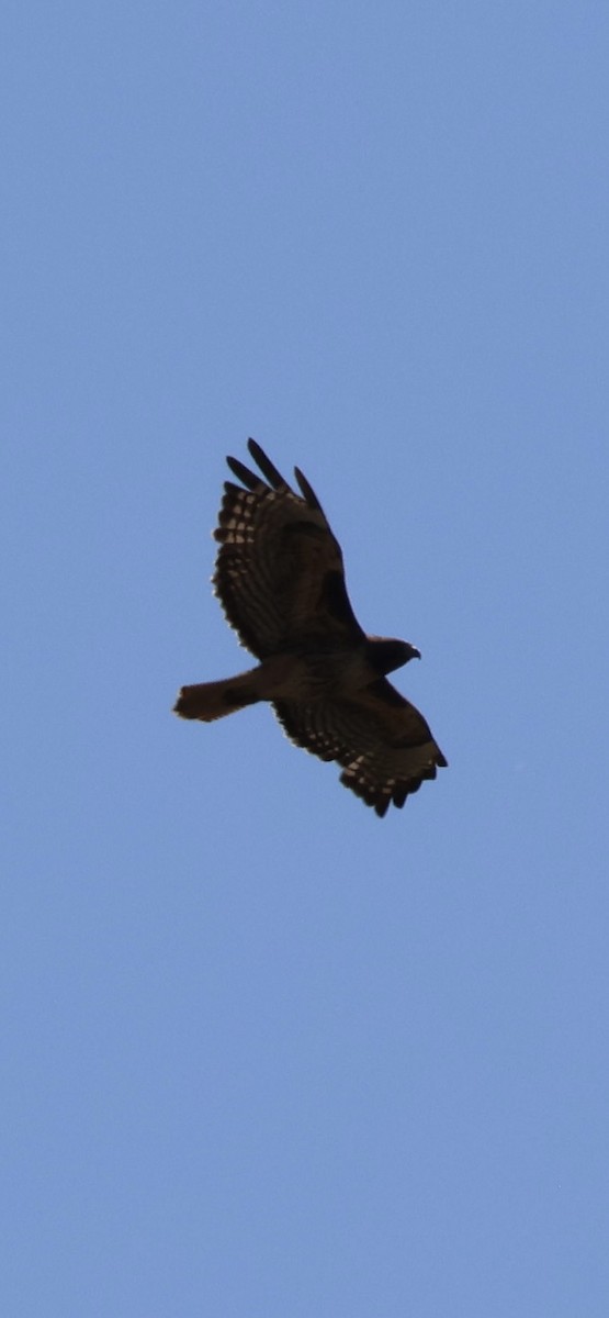 Red-tailed Hawk - ML619635245