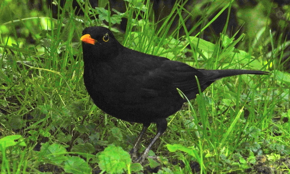Eurasian Blackbird - ML619635254