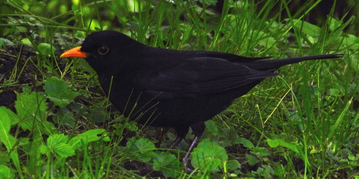 Eurasian Blackbird - ML619635255