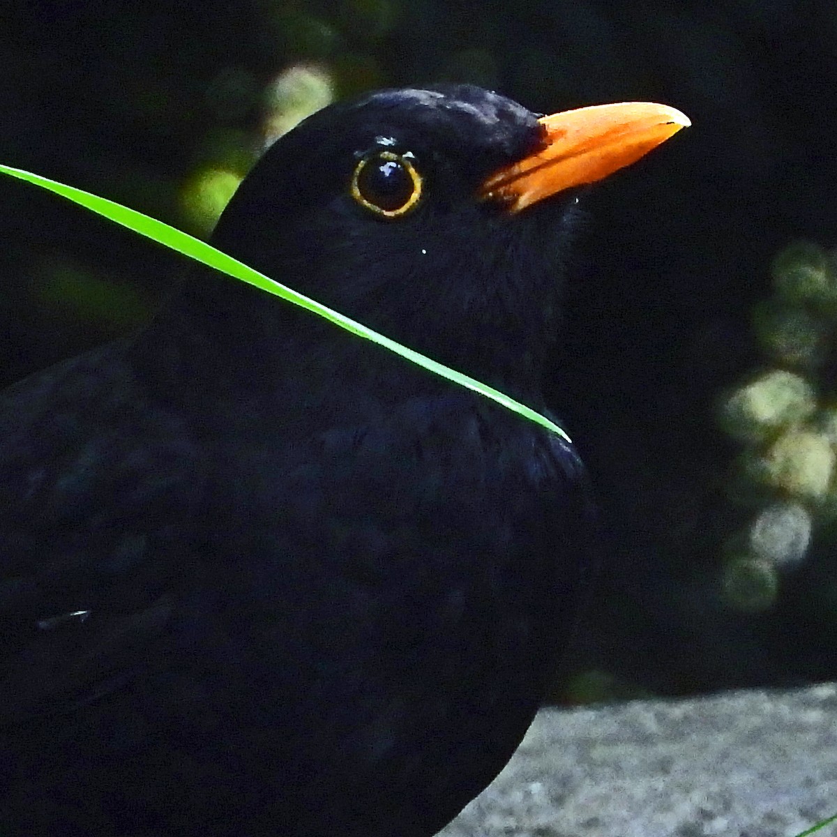 Eurasian Blackbird - ML619635256
