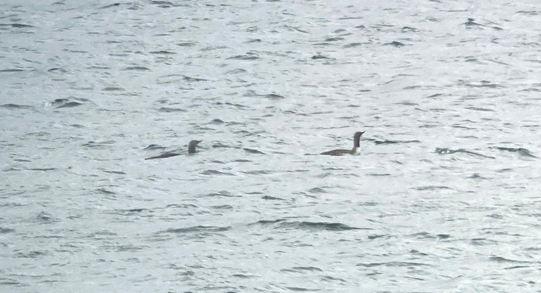 Red-throated Loon - ML619635321