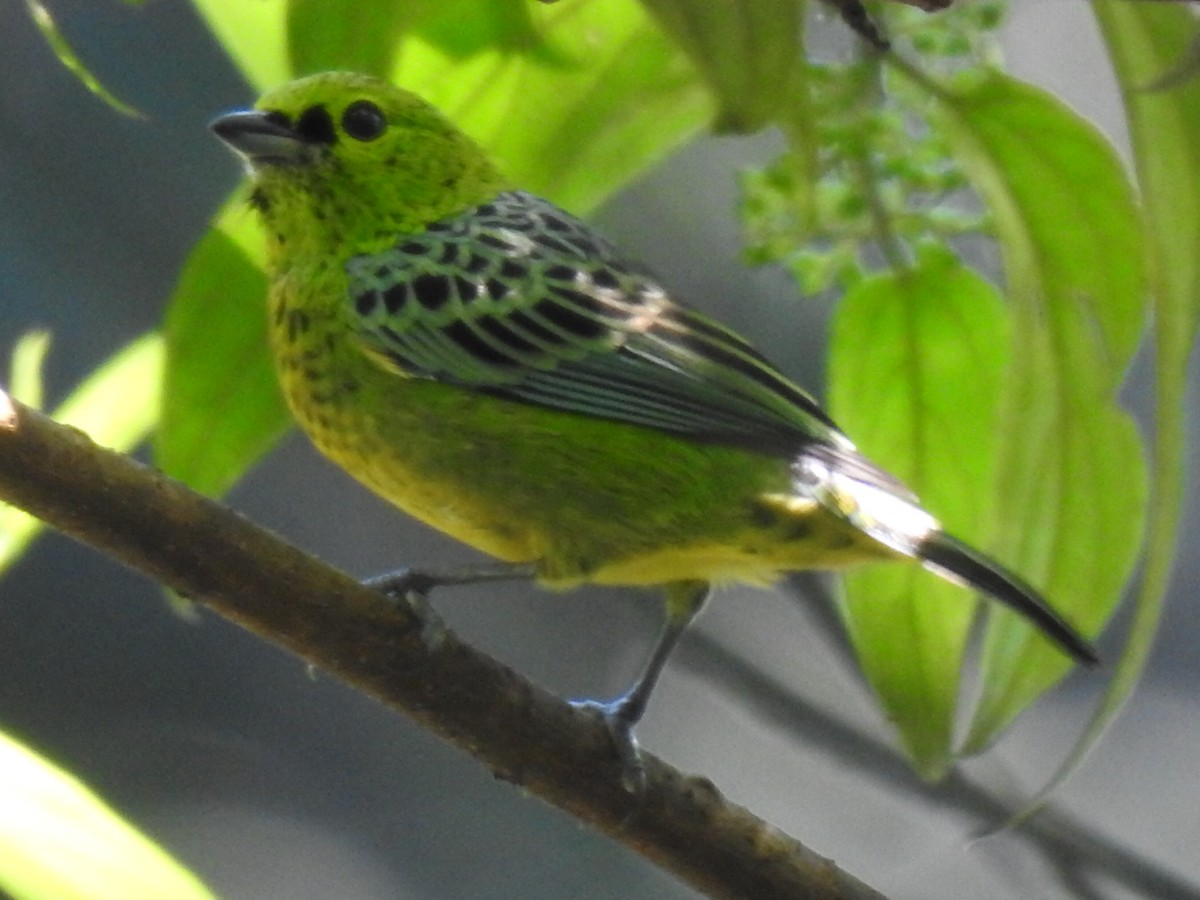 Yellow-bellied Tanager - ML619635392