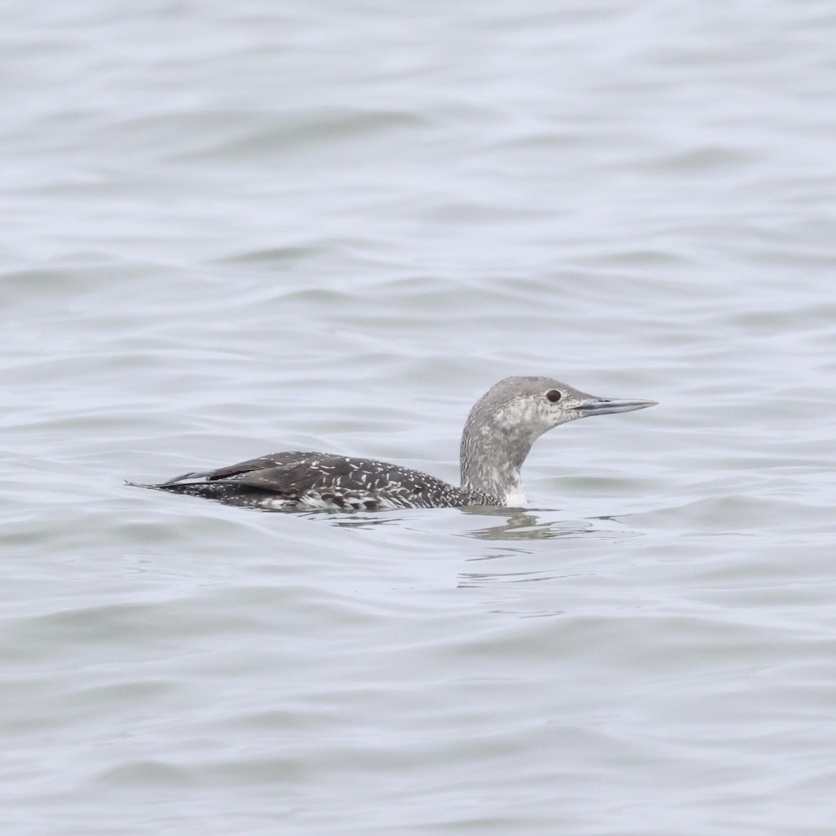 Red-throated Loon - ML619635403
