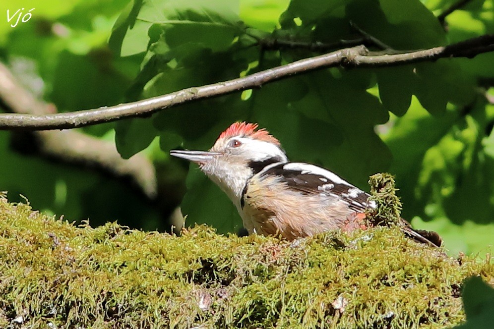 Middle Spotted Woodpecker - ML619635406