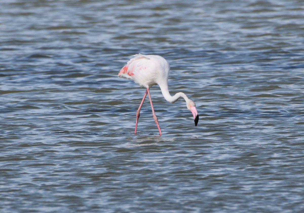 Greater Flamingo - ML619635429