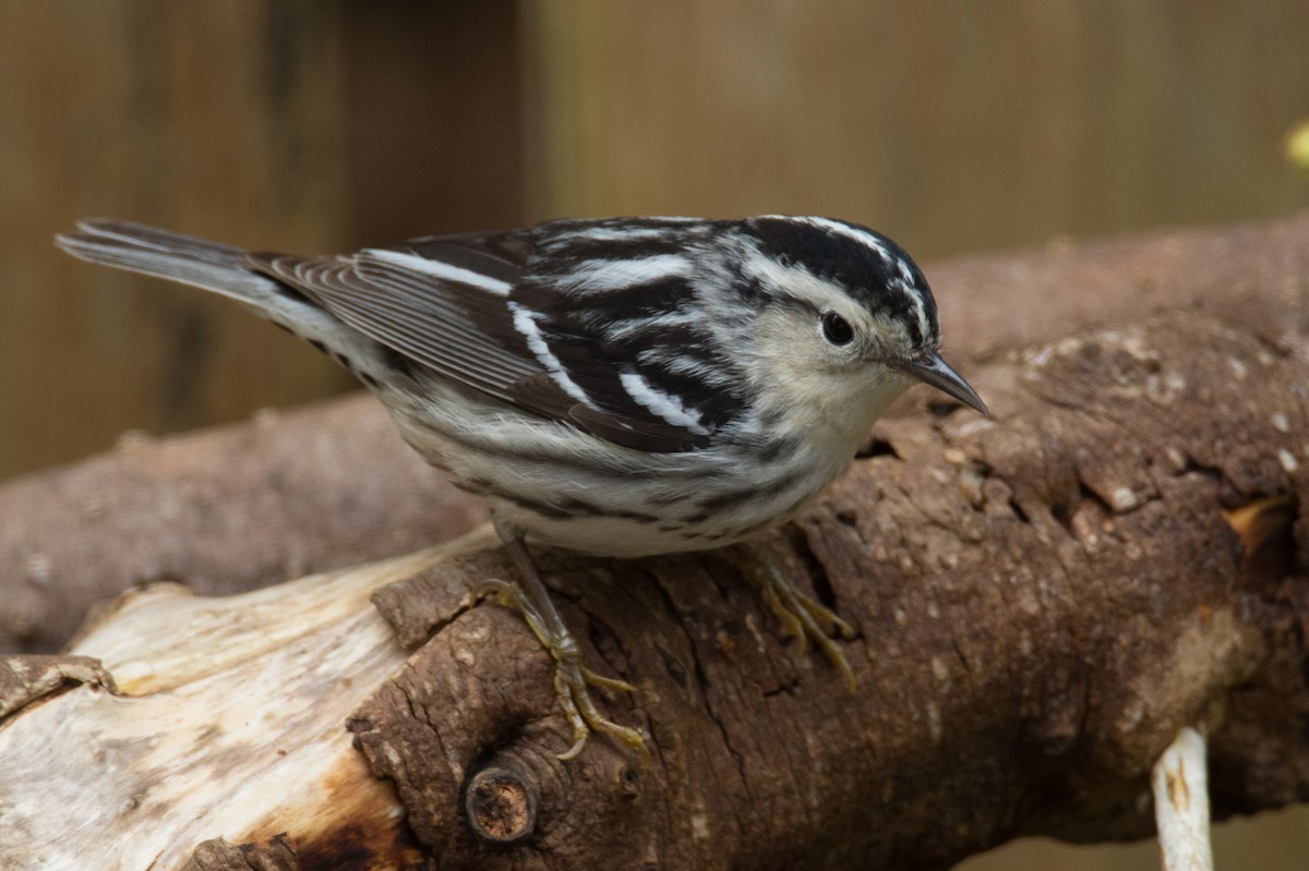 Black-and-white Warbler - ML619635430