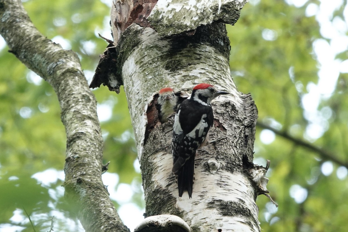 Middle Spotted Woodpecker - ML619635438