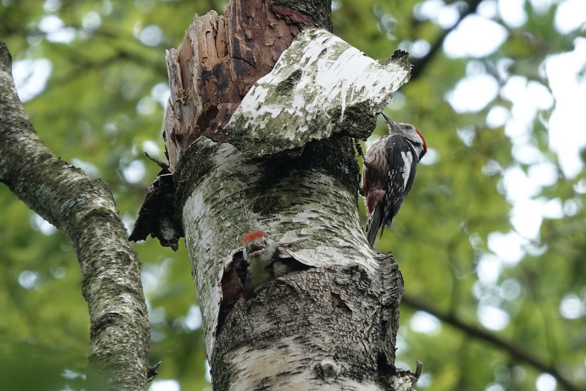 Middle Spotted Woodpecker - ML619635439
