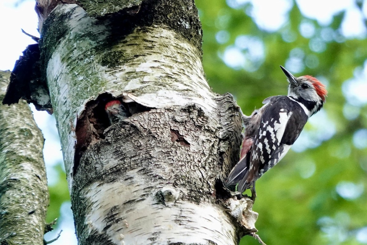 Middle Spotted Woodpecker - ML619635440