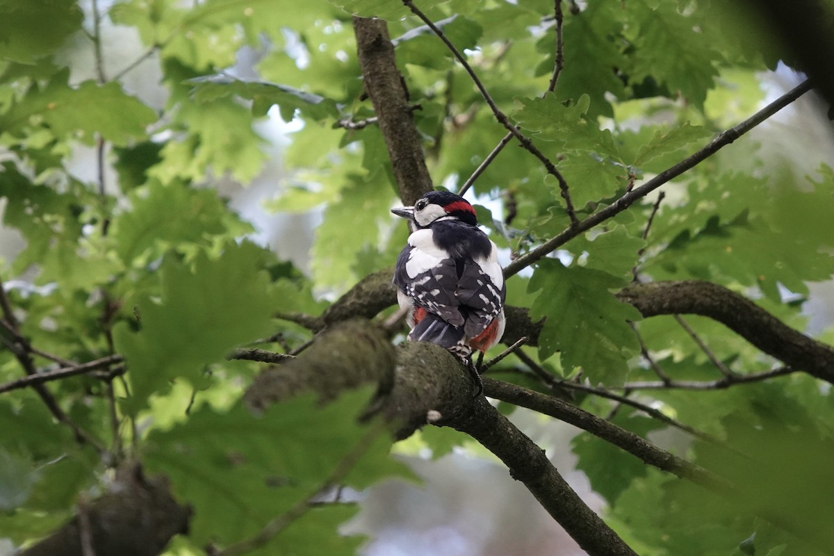 Great Spotted Woodpecker - ML619635452