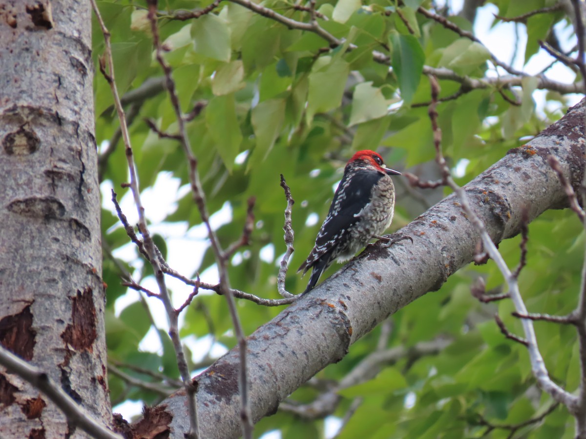Red-naped x Red-breasted Sapsucker (hybrid) - ML619635484