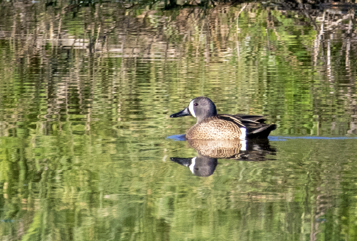 Blue-winged Teal - ML619635505