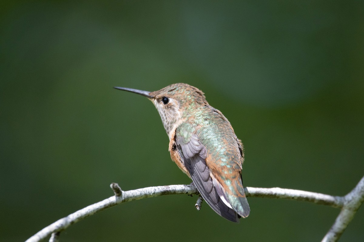 Rufous Hummingbird - ML619635509