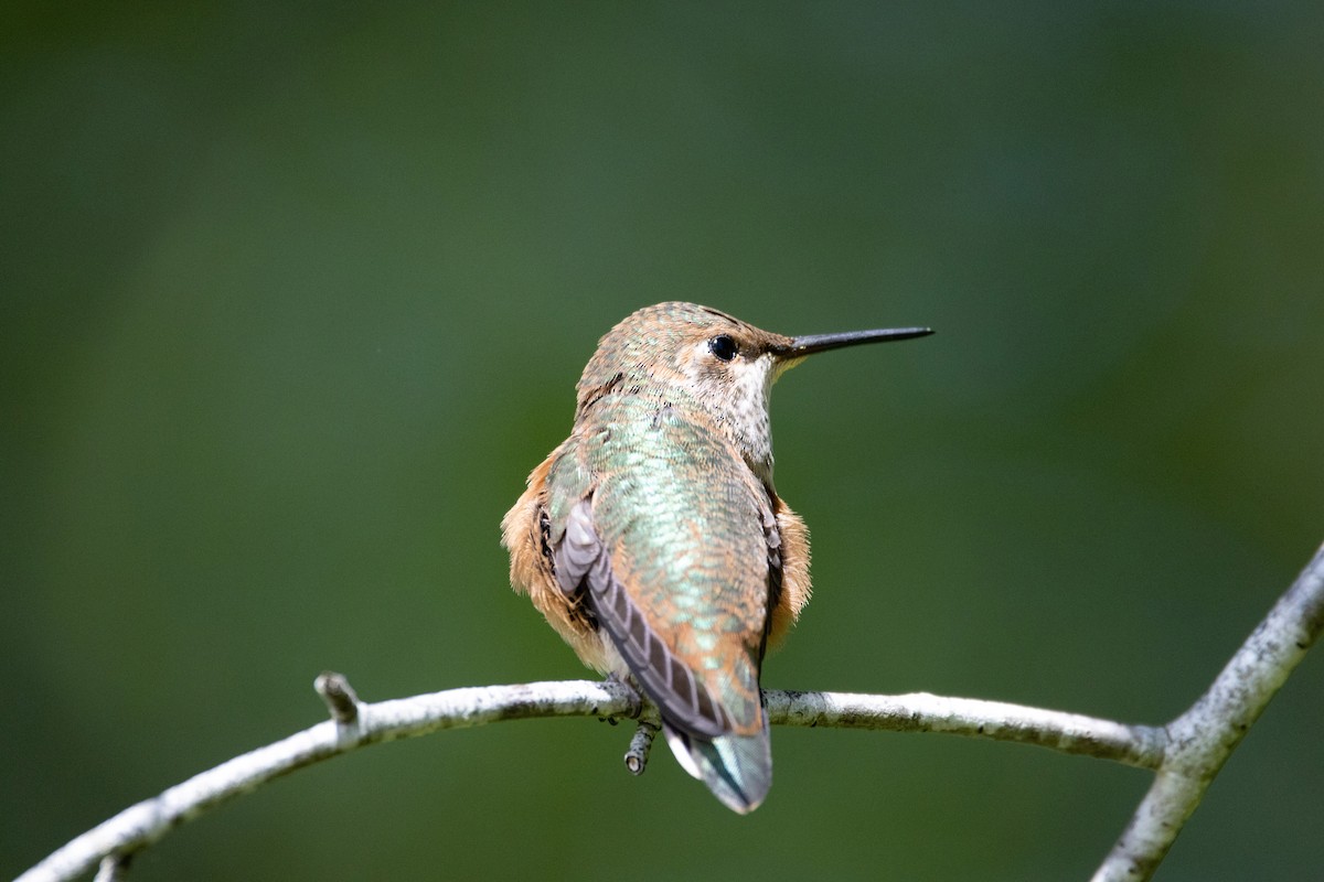 Rufous Hummingbird - ML619635510