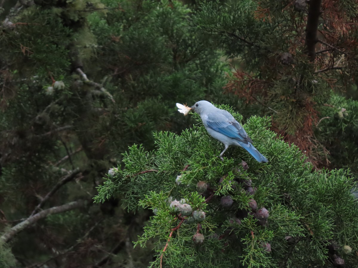 Blue-gray Tanager - ML619635558
