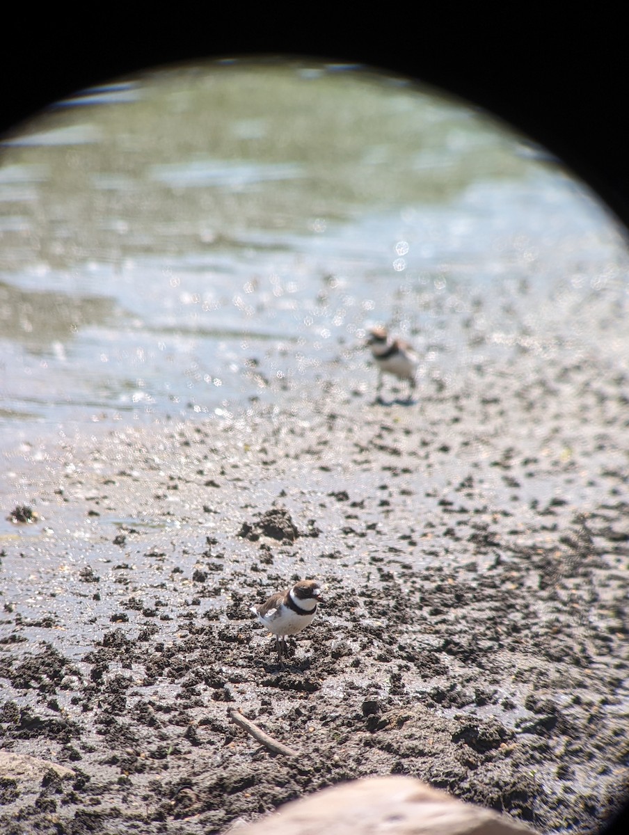 Semipalmated Plover - ML619635574