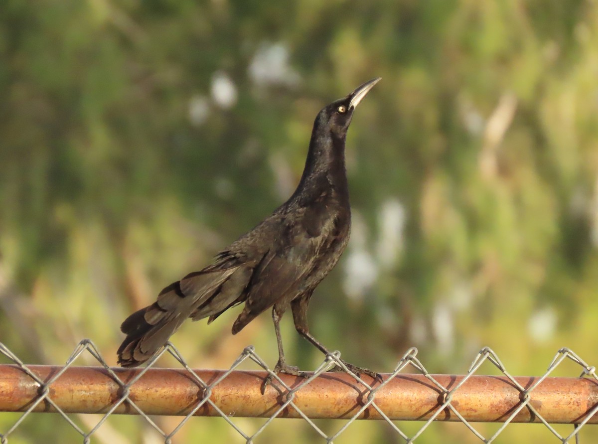 Great-tailed Grackle - ML619635596