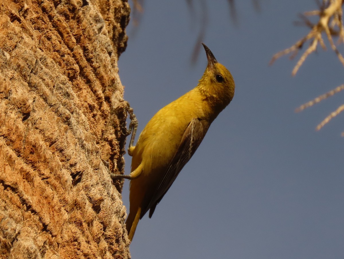 Hooded Oriole (nelsoni Group) - ML619635601