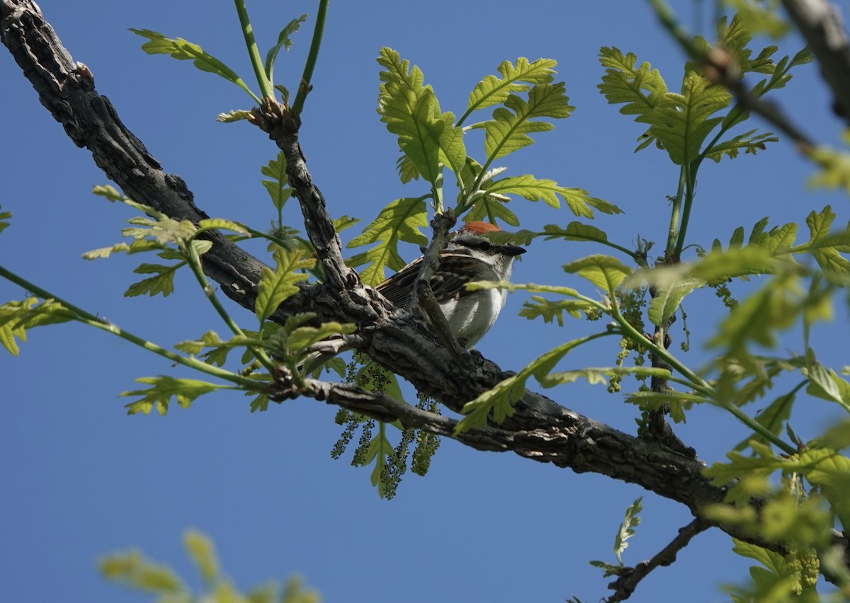 Chipping Sparrow - ML619635602