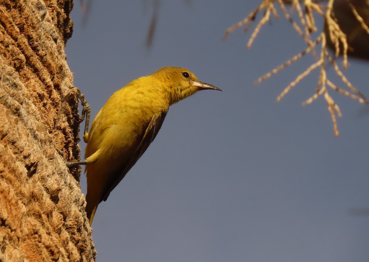 Hooded Oriole (nelsoni Group) - ML619635605