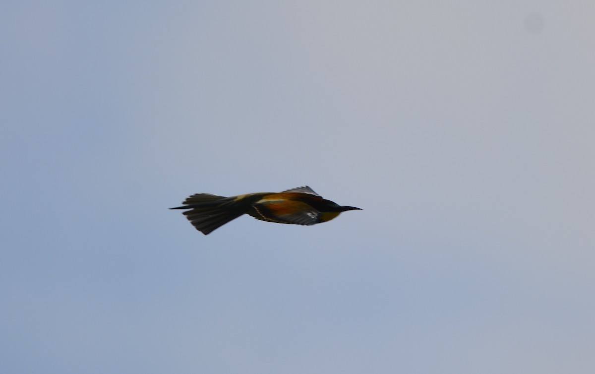 European Bee-eater - ML619635615
