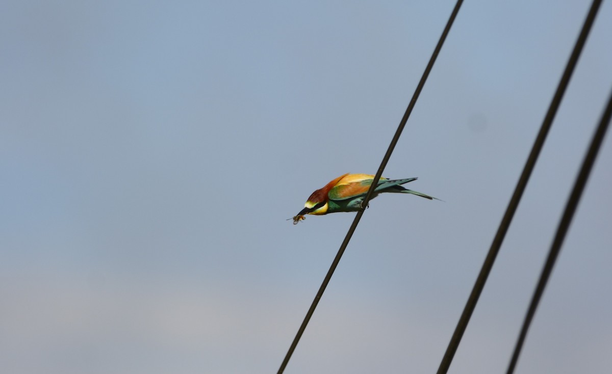 European Bee-eater - ML619635619