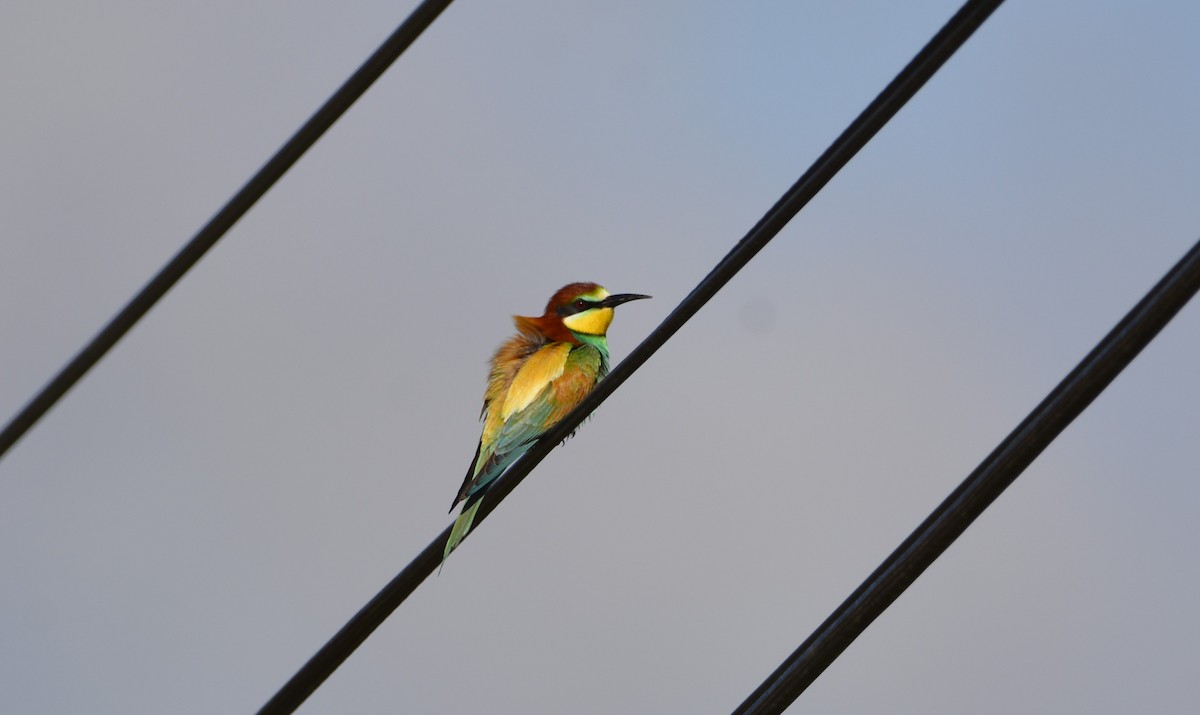 European Bee-eater - ML619635620