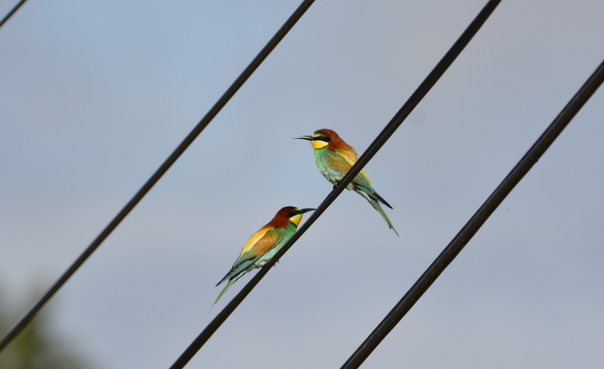 European Bee-eater - ML619635621