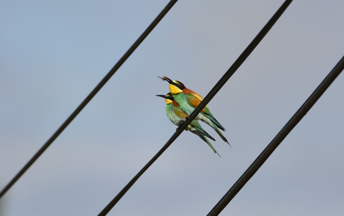 European Bee-eater - ML619635622