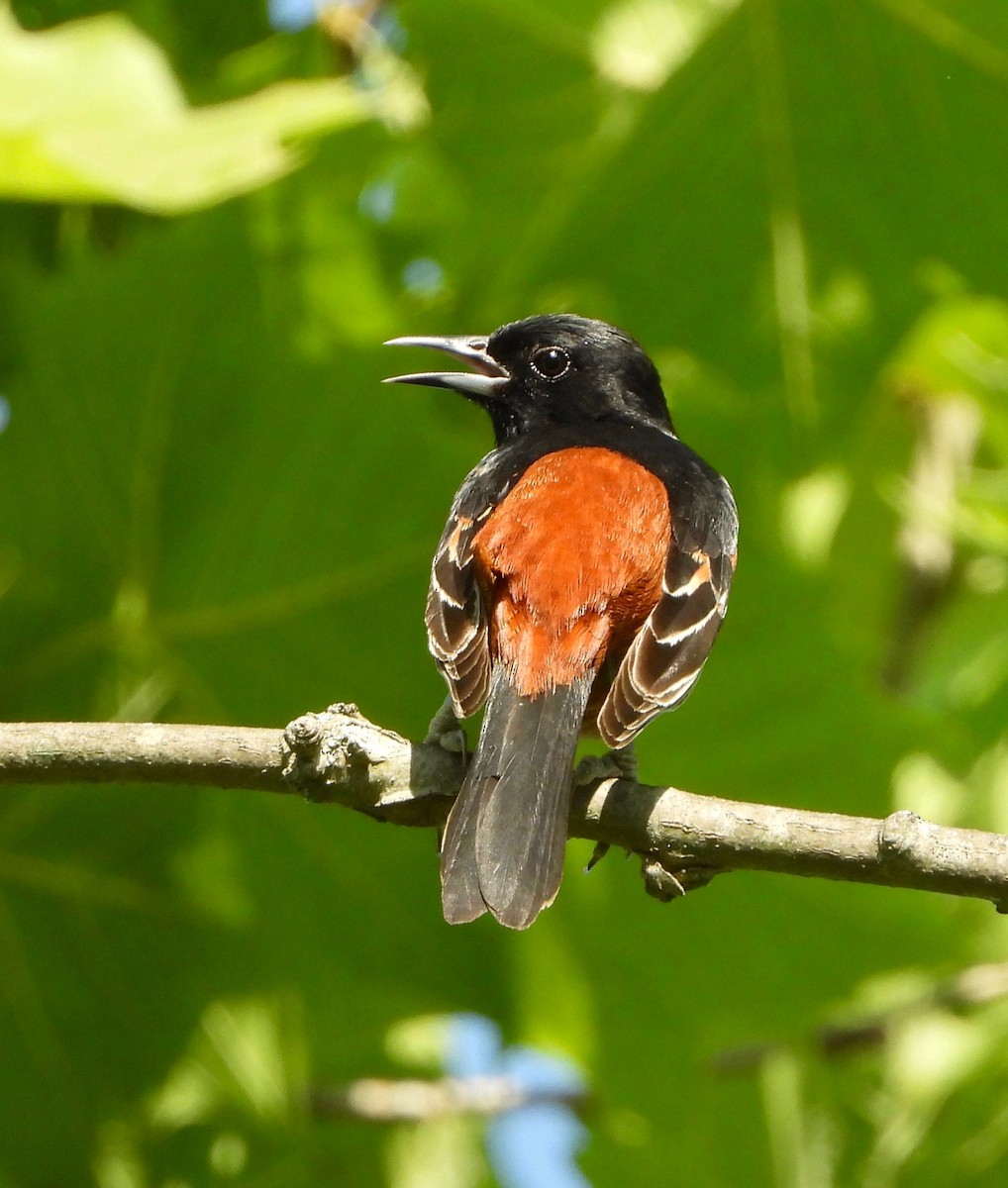 Orchard Oriole - ML619635630