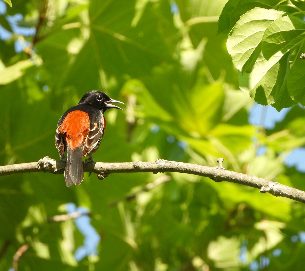 Orchard Oriole - ML619635640