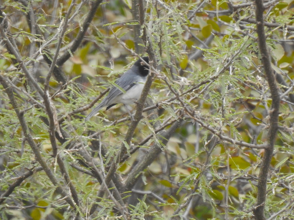 Black-capped Warbling Finch - ML619635645