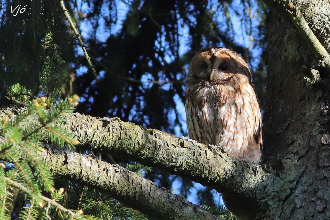 Tawny Owl - ML619635661