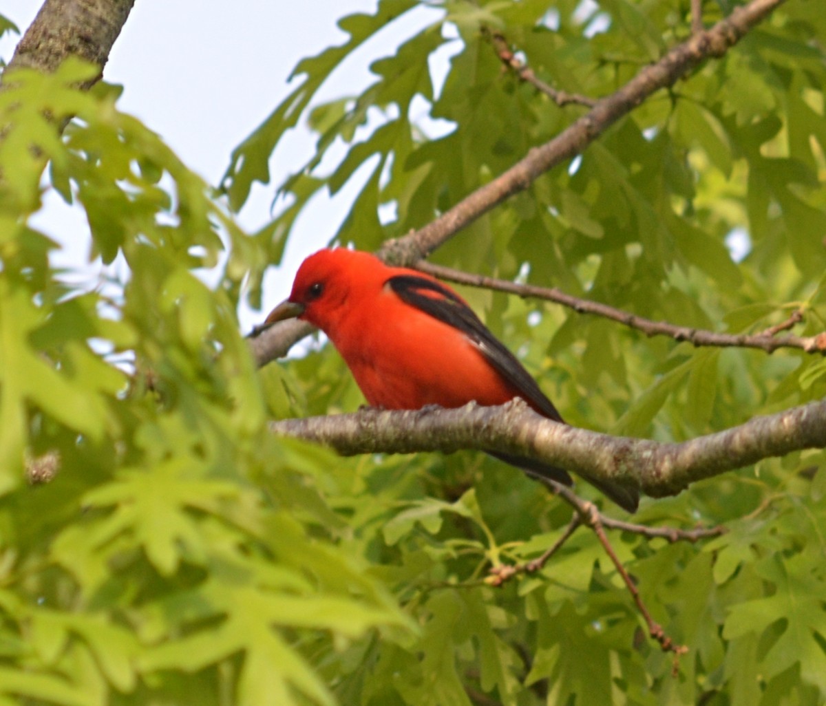 Scarlet Tanager - ML619635716