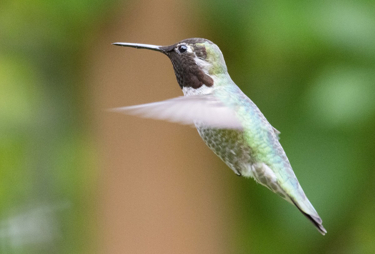 Anna's Hummingbird - ML619635746
