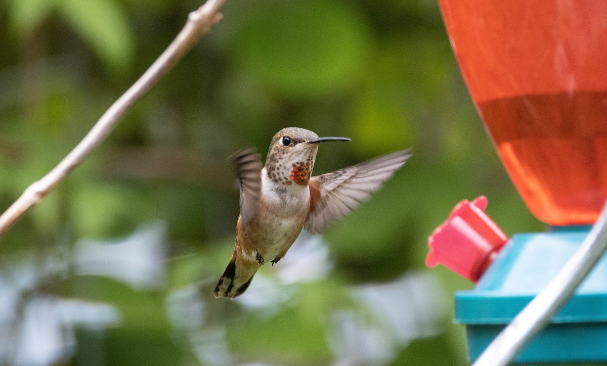 Rufous Hummingbird - ML619635769