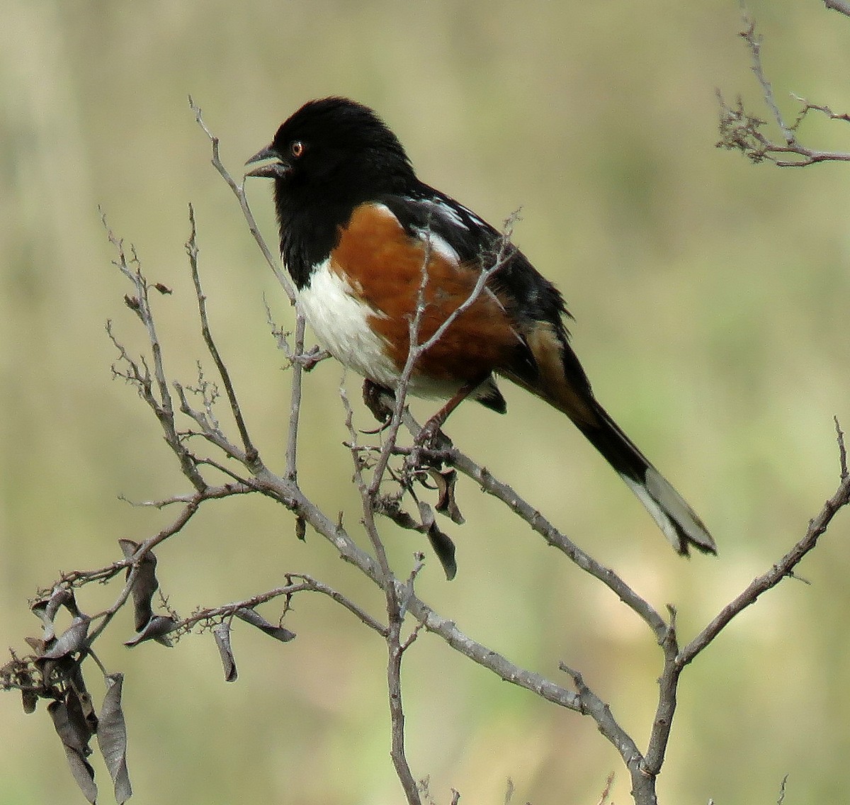 Spotted Towhee - ML619635849