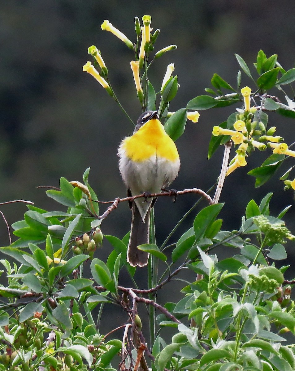 Yellow-breasted Chat - ML619635854