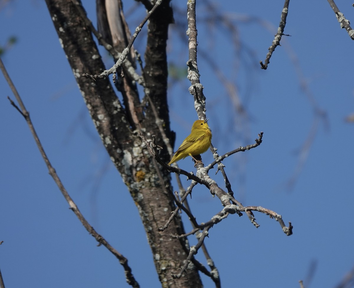 Yellow Warbler - ML619635866