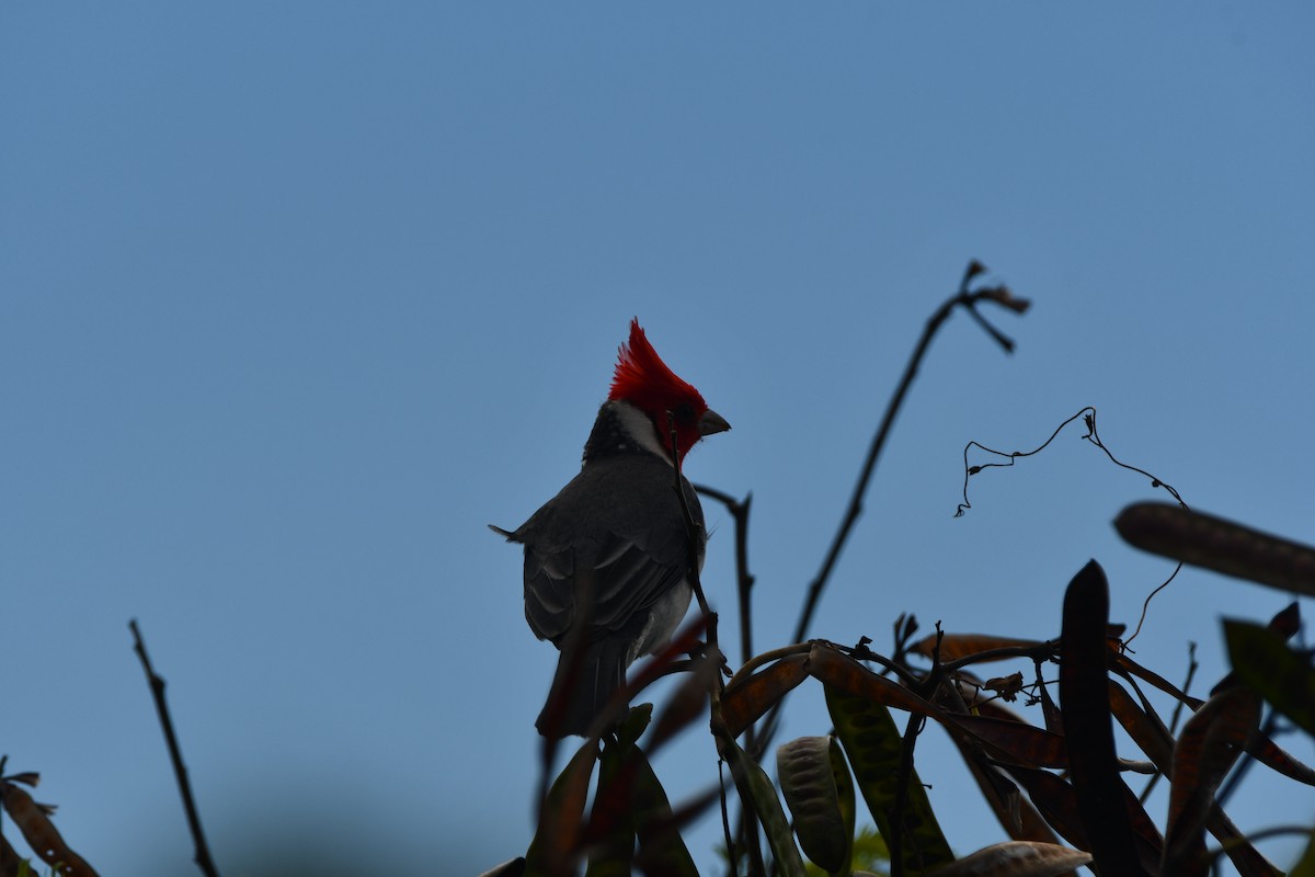 Red-crested Cardinal - ML619635906