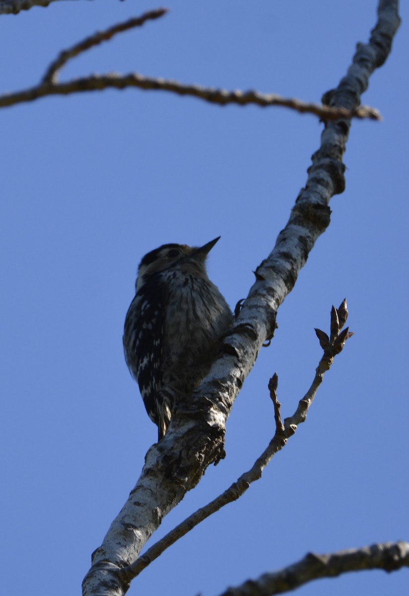Lesser Spotted Woodpecker - ML619635916